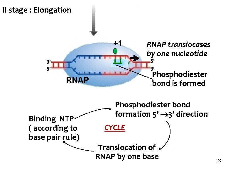 II stage : Elongation +1 RNAP translocases by one nucleotide 5’ 3’ 3’ 5’