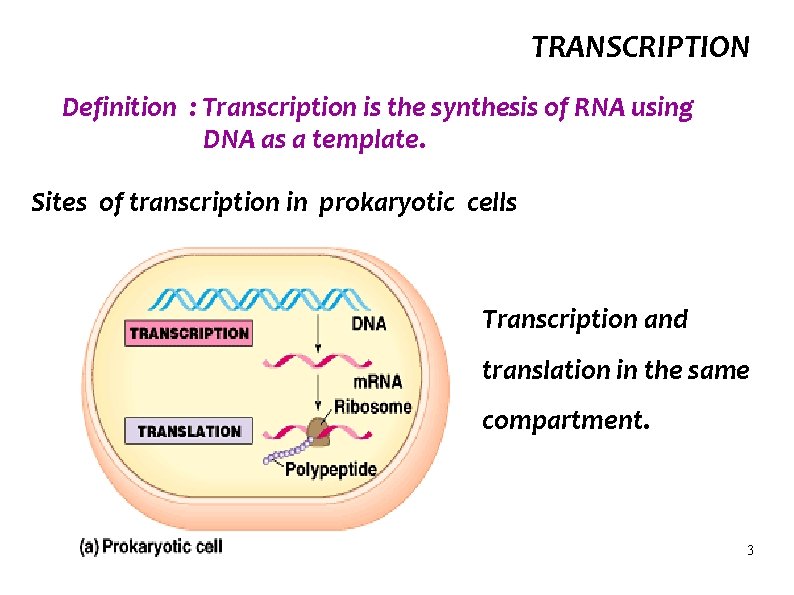 TRANSCRIPTION Definition : Transcription is the synthesis of RNA using DNA as a template.