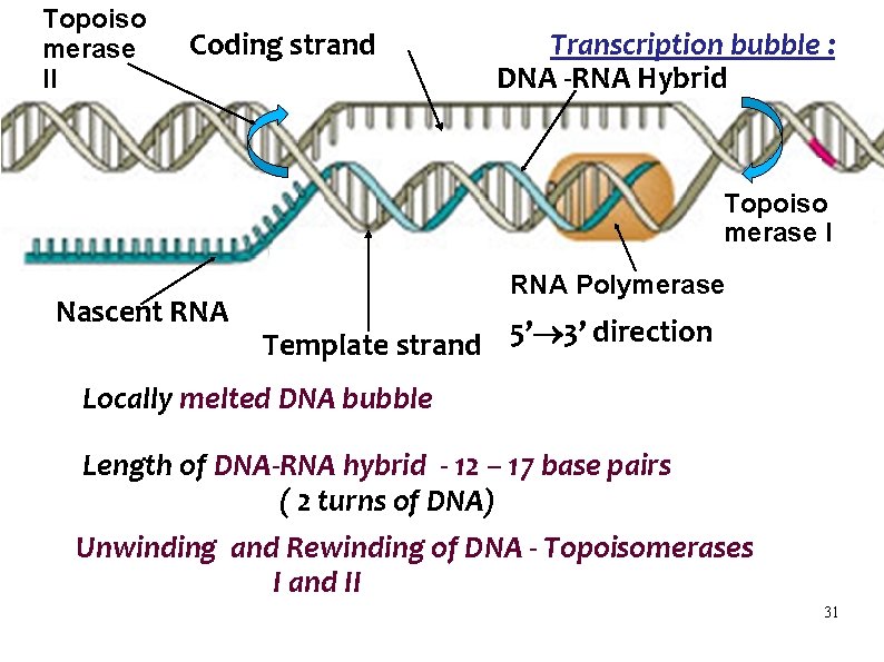 Topoiso merase II Coding strand Transcription bubble : DNA -RNA Hybrid Topoiso merase I