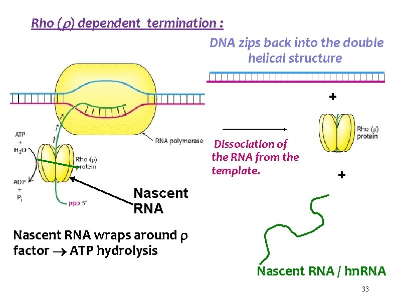 Rho ( ) dependent termination : DNA zips back into the double helical structure
