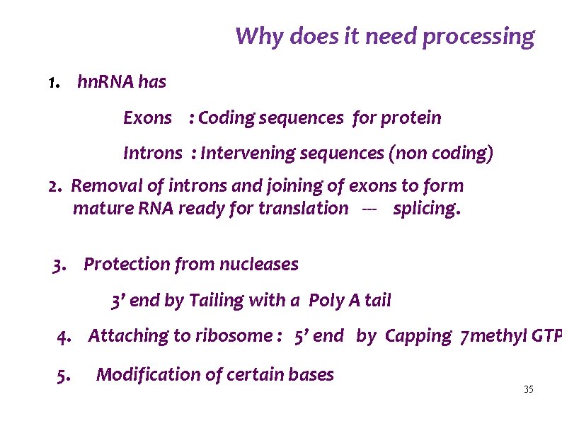 Why does it need processing 1. hn. RNA has Exons : Coding sequences for