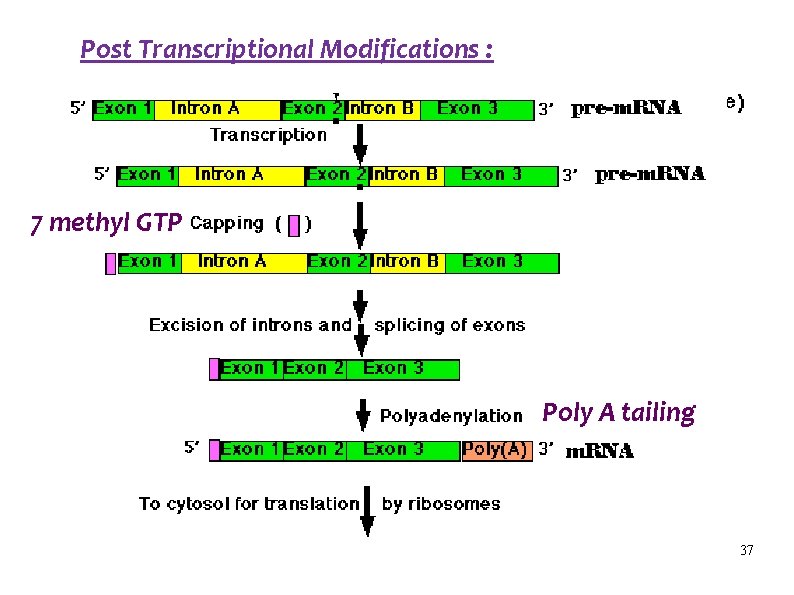 Post Transcriptional Modifications : 7 methyl GTP Poly A tailing 37 