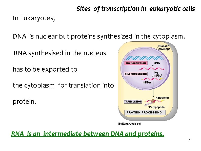 Sites of transcription in eukaryotic cells In Eukaryotes, DNA is nuclear but proteins synthesized