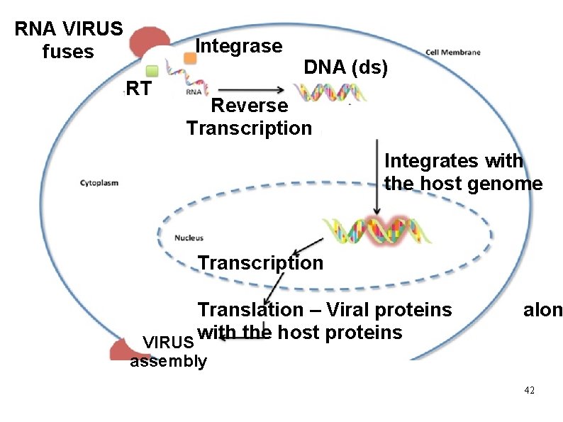 RNA VIRUS fuses Integrase RT DNA (ds) Reverse Transcription Integrates with the host genome