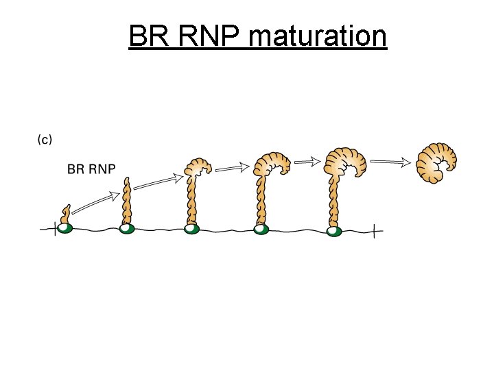 BR RNP maturation 