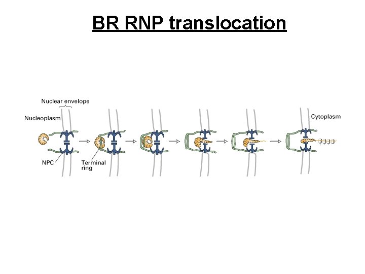 BR RNP translocation 