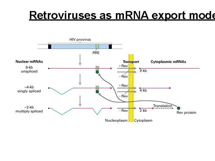 Retroviruses as m. RNA export mode 