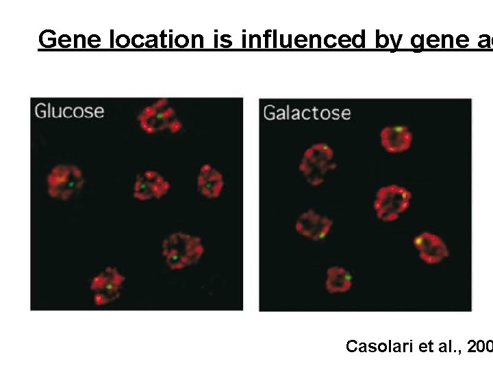 Gene location is influenced by gene ac Casolari et al. , 200 