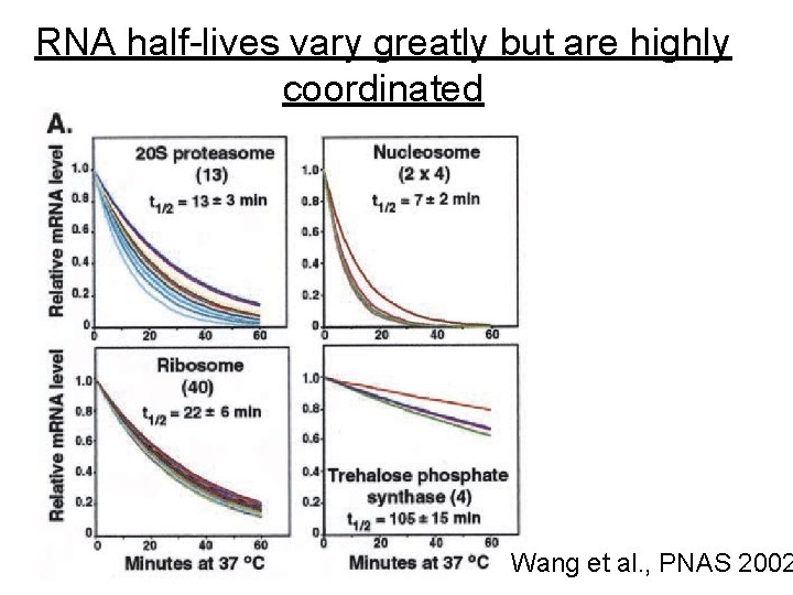 RNA half-lives vary greatly but are highly coordinated Wang et al. , PNAS 2002