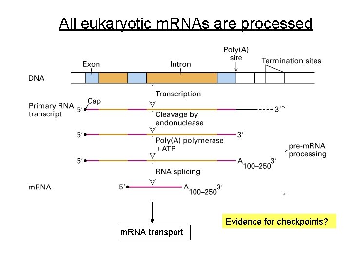 All eukaryotic m. RNAs are processed Evidence for checkpoints? m. RNA transport 