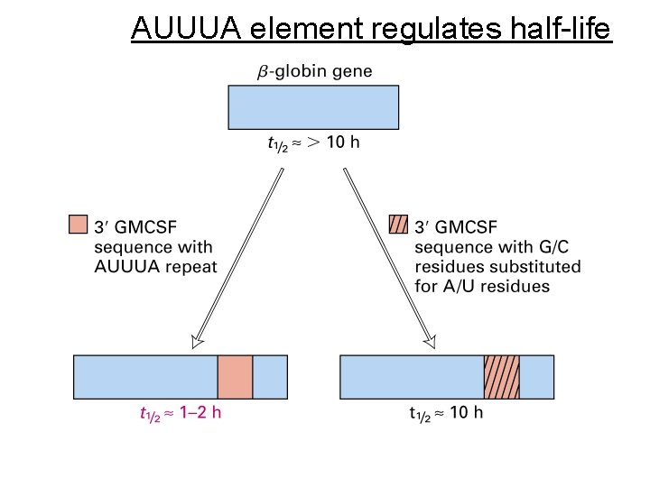 AUUUA element regulates half-life 