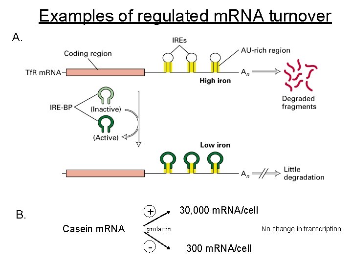 Examples of regulated m. RNA turnover A. + B. Casein m. RNA 30, 000