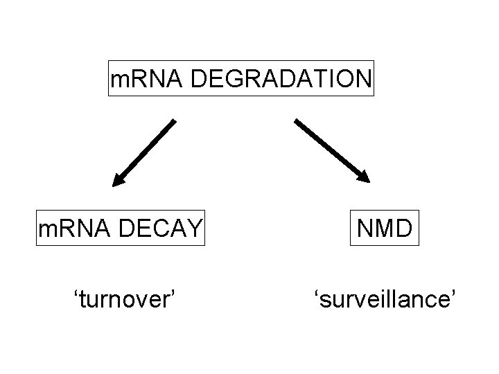m. RNA DEGRADATION m. RNA DECAY NMD ‘turnover’ ‘surveillance’ 
