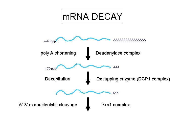 m. RNA DECAY m 7 Gppp poly A shortening m 7 Gppp Decapitation AAAAAAAA