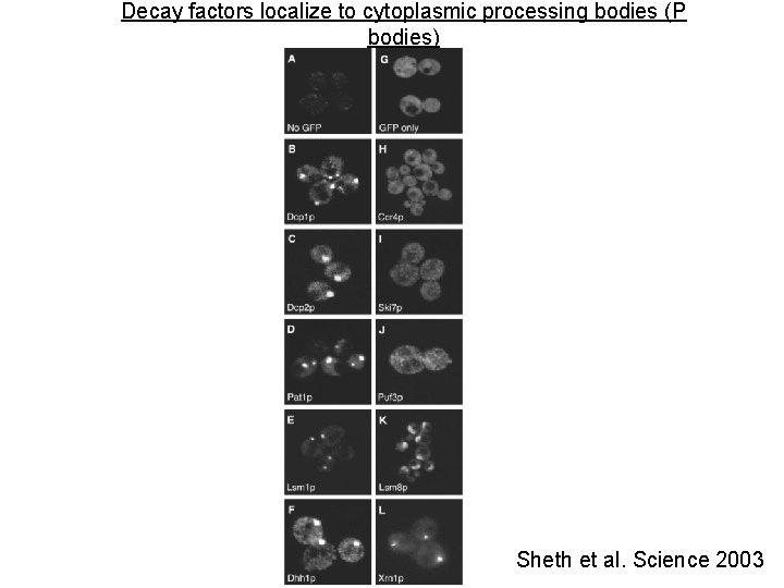 Decay factors localize to cytoplasmic processing bodies (P bodies) Sheth et al. Science 2003