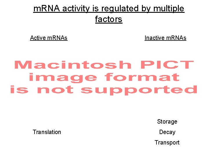 m. RNA activity is regulated by multiple factors Active m. RNAs Inactive m. RNAs