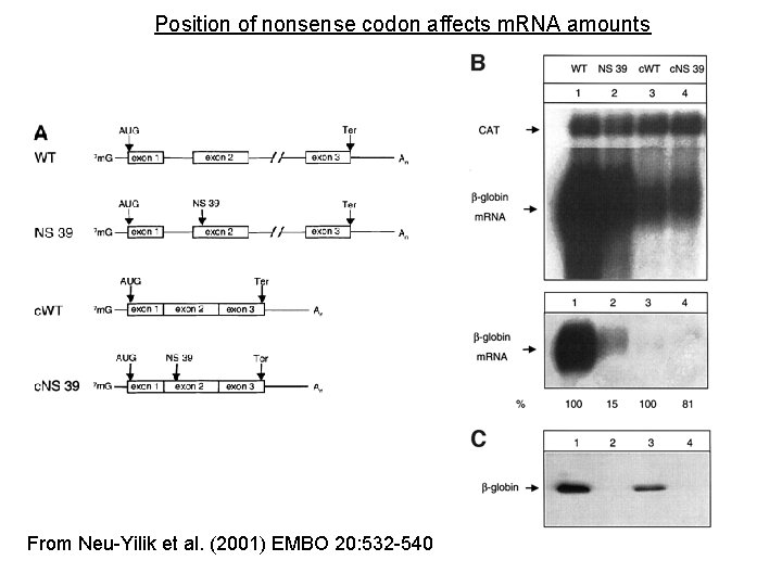 Position of nonsense codon affects m. RNA amounts From Neu-Yilik et al. (2001) EMBO