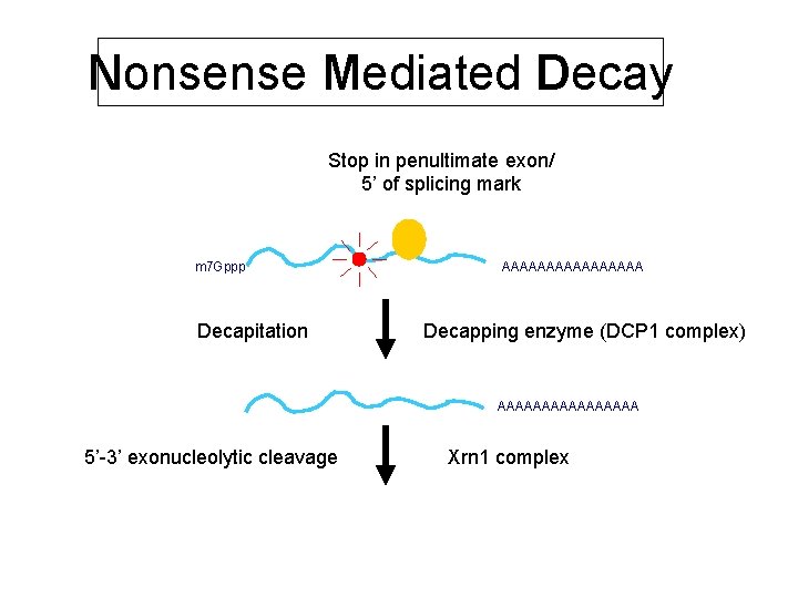 Nonsense Mediated Decay Stop in penultimate exon/ 5’ of splicing mark m 7 Gppp