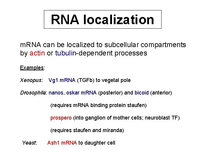 RNA localization m. RNA can be localized to subcellular compartments by actin or tubulin-dependent