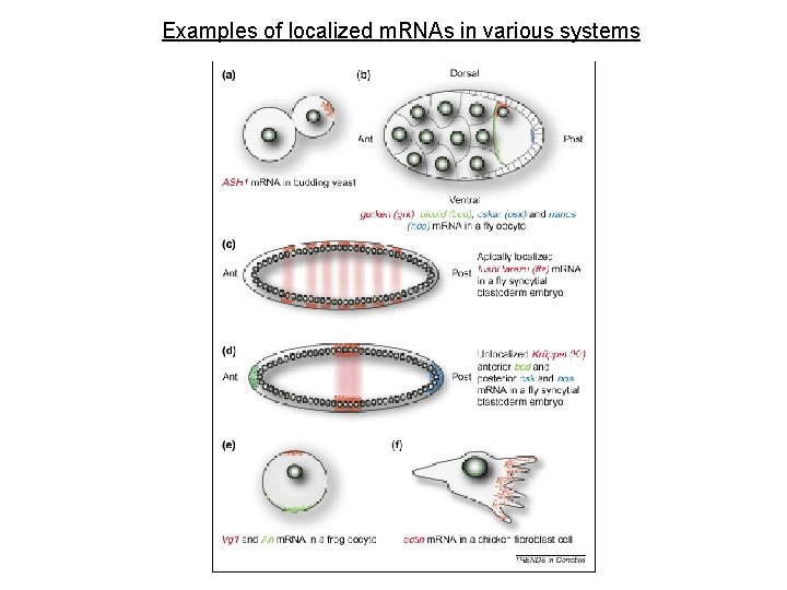 Examples of localized m. RNAs in various systems 