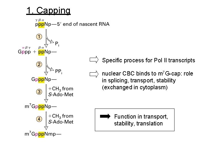 1. Capping Specific process for Pol II transcripts nuclear CBC binds to m 7