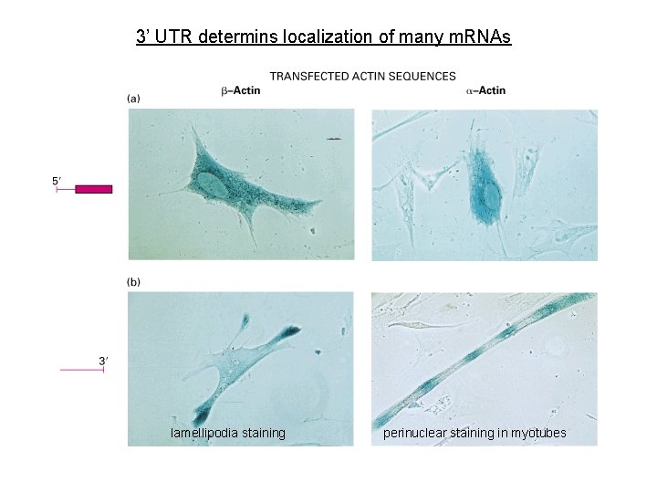 3’ UTR determins localization of many m. RNAs lamellipodia staining perinuclear staining in myotubes