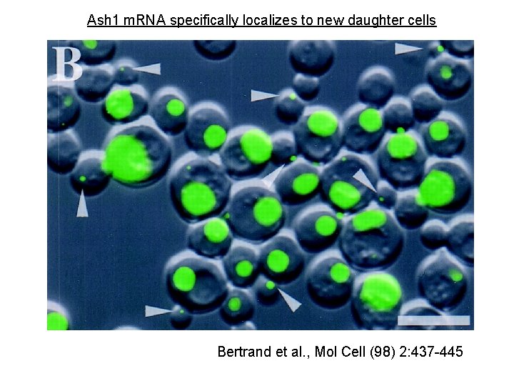 Ash 1 m. RNA specifically localizes to new daughter cells Bertrand et al. ,