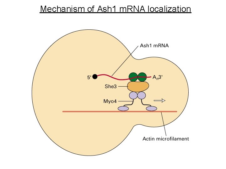 Mechanism of Ash 1 m. RNA localization 