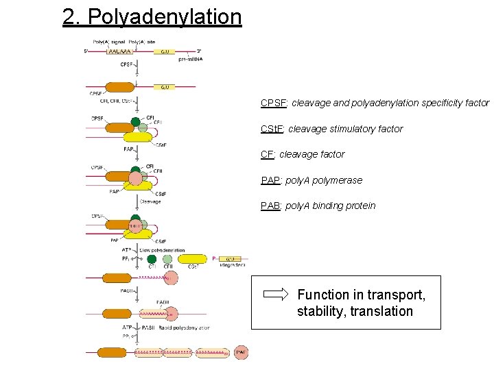 2. Polyadenylation CPSF: cleavage and polyadenylation specificity factor CSt. F: cleavage stimulatory factor CF: