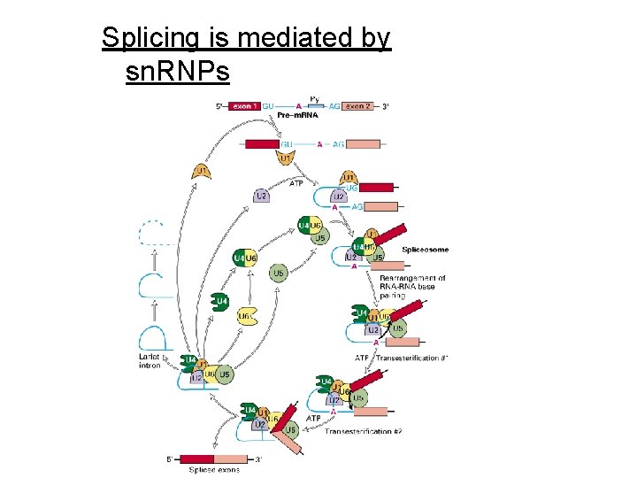 Splicing is mediated by sn. RNPs 