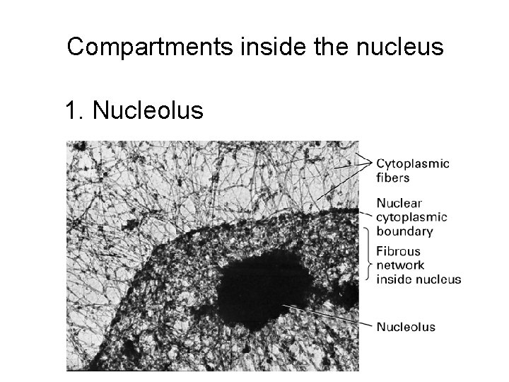 Compartments inside the nucleus 1. Nucleolus 