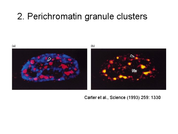 2. Perichromatin granule clusters Carter et al. , Science (1993) 259: 1330 