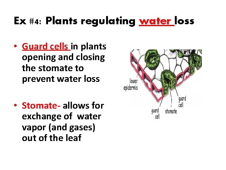 Ex #4: Plants regulating water loss • Guard cells in plants opening and closing