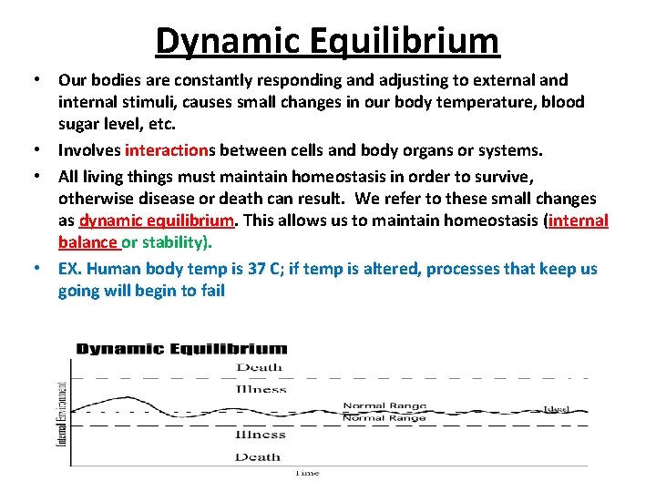 Dynamic Equilibrium • Our bodies are constantly responding and adjusting to external and internal