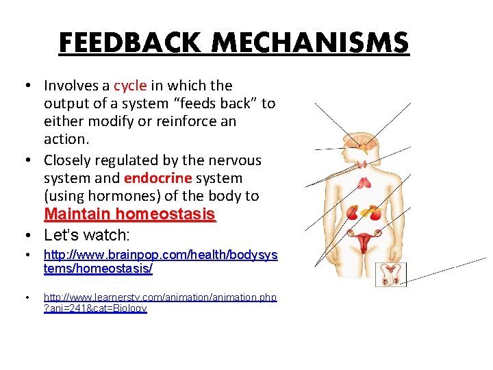 FEEDBACK MECHANISMS • Involves a cycle in which the output of a system “feeds