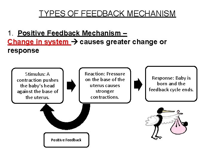 TYPES OF FEEDBACK MECHANISM 1. Positive Feedback Mechanism – Change in system causes greater