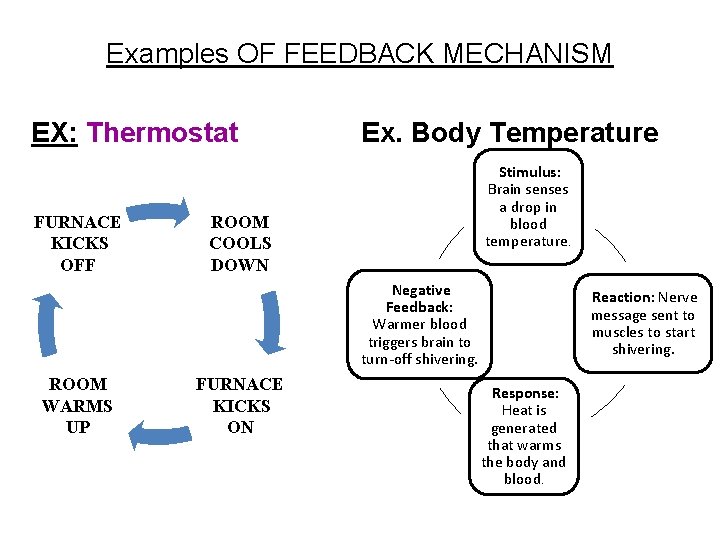 Examples OF FEEDBACK MECHANISM EX: Thermostat FURNACE KICKS OFF Ex. Body Temperature Stimulus: Brain