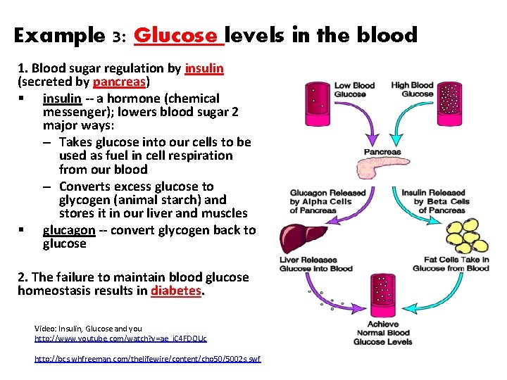 Example 3: Glucose levels in the blood 1. Blood sugar regulation by insulin (secreted