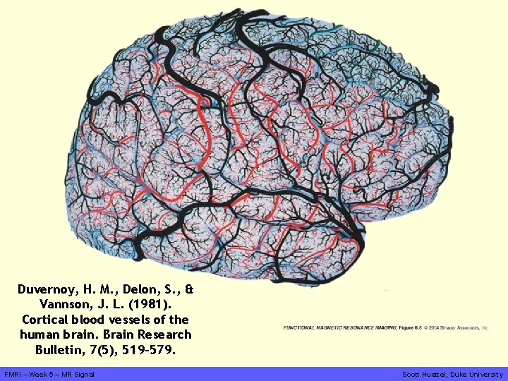 Duvernoy, H. M. , Delon, S. , & Vannson, J. L. (1981). Cortical blood