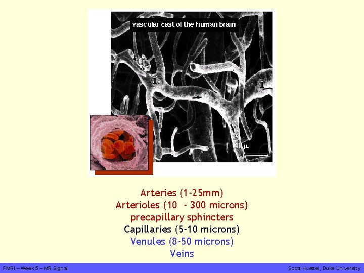 Arteries (1 -25 mm) Arterioles (10 - 300 microns) precapillary sphincters Capillaries (5 -10