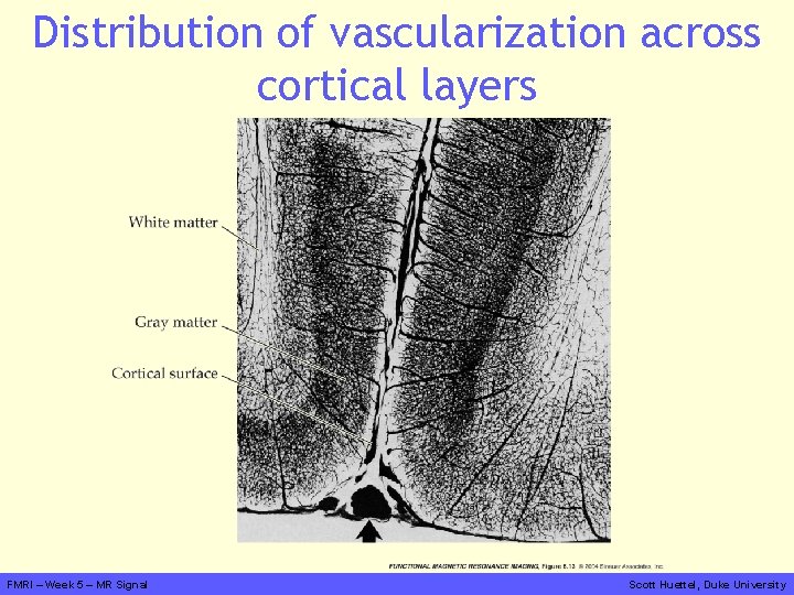 Distribution of vascularization across cortical layers FMRI – Week 5 – MR Signal Scott