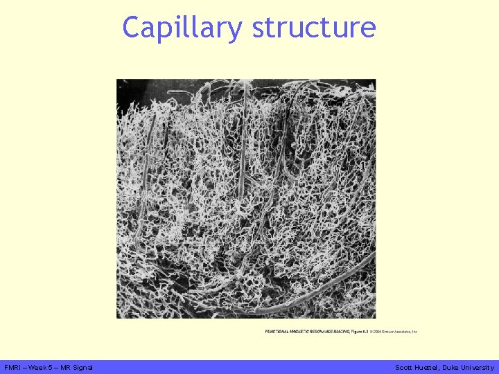 Capillary structure FMRI – Week 5 – MR Signal Scott Huettel, Duke University 