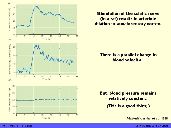 Stimulation of the sciatic nerve (in a rat) results in arteriole dilation in somatosensory