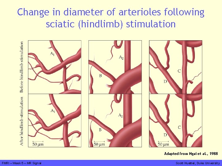 Change in diameter of arterioles following sciatic (hindlimb) stimulation Adapted from Ngai et al.