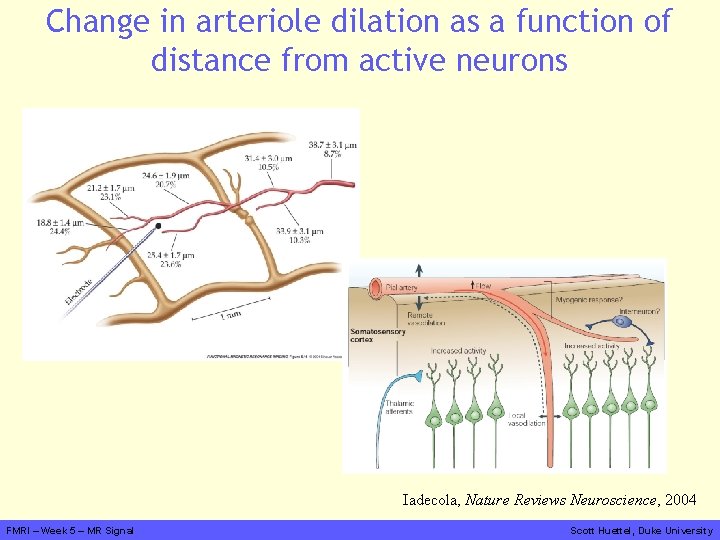 Change in arteriole dilation as a function of distance from active neurons Iadecola, Nature