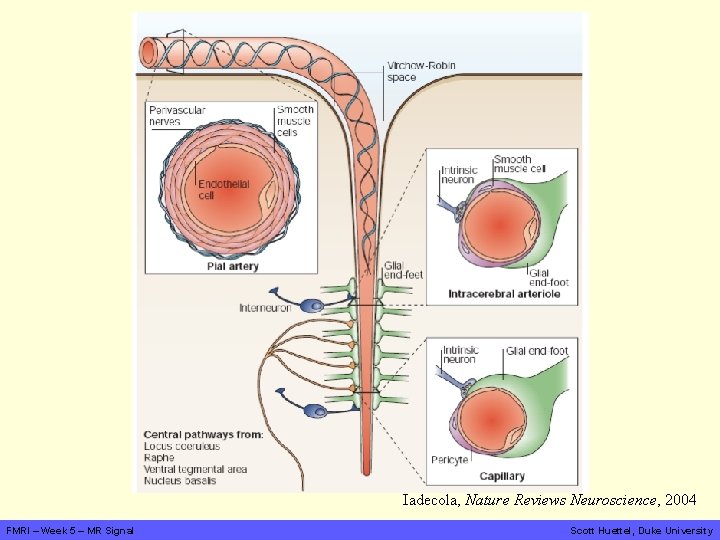 Iadecola, Nature Reviews Neuroscience, 2004 FMRI – Week 5 – MR Signal Scott Huettel,