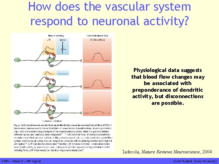 How does the vascular system respond to neuronal activity? Physiological data suggests that blood