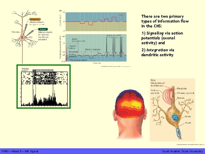 There are two primary types of information flow in the CNS: 1) Signaling via