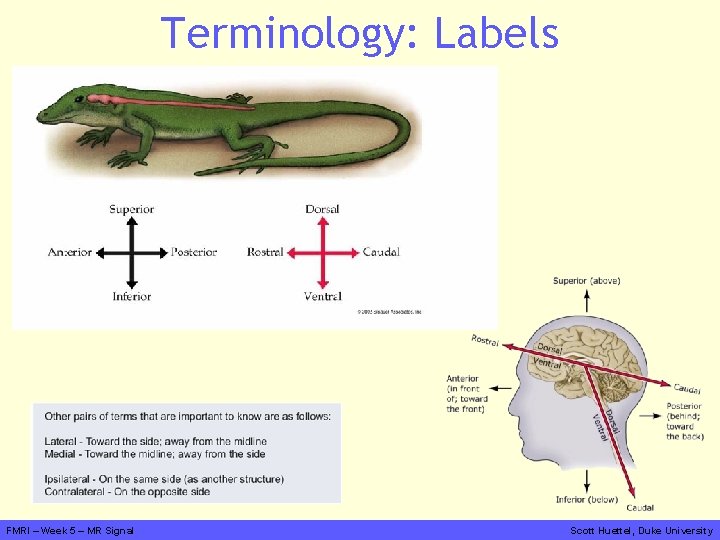 Terminology: Labels FMRI – Week 5 – MR Signal Scott Huettel, Duke University 