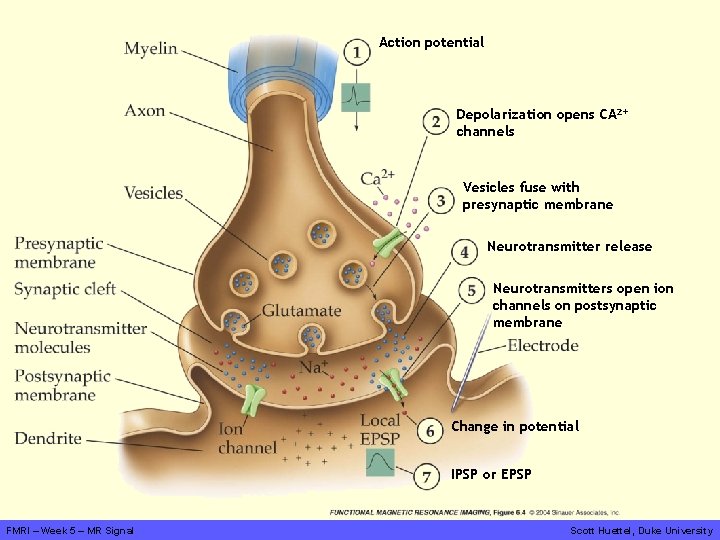 Action potential Depolarization opens CA 2+ channels Vesicles fuse with presynaptic membrane Neurotransmitter release